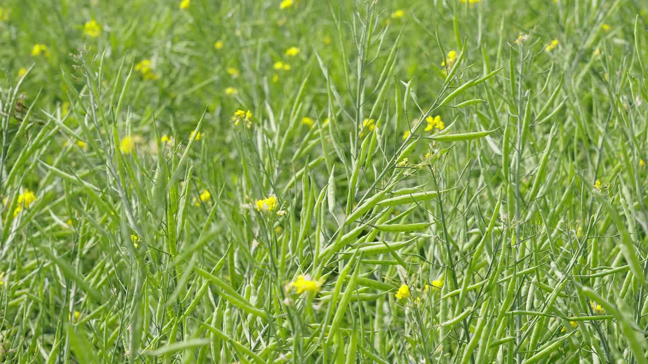 油菜籽荚，油菜籽茎，绿色油菜籽田视频素材