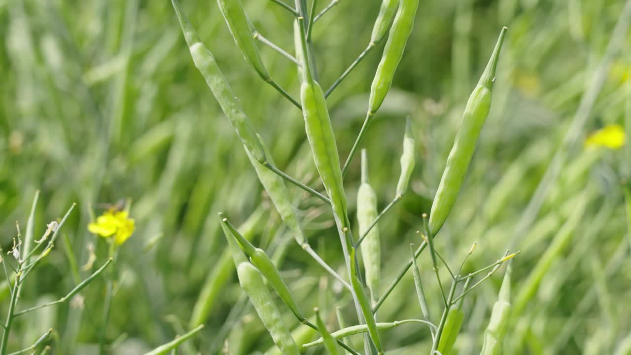 油菜籽荚，油菜籽茎，绿色油菜籽田视频素材