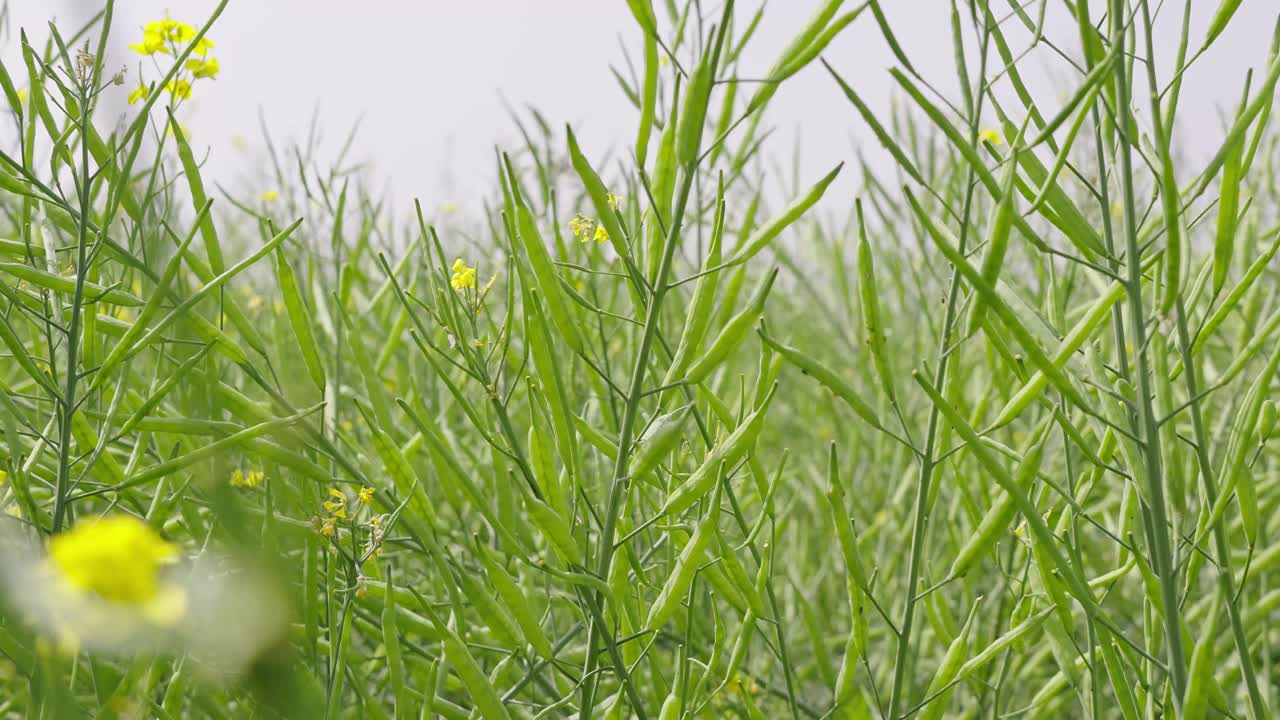 油菜籽荚，油菜籽茎，绿色油菜籽田视频素材