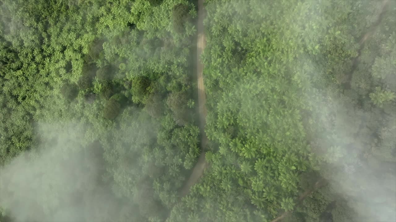 无人机的视野放大了空旷的土路，周围是雾蒙蒙的茂密的热带丛林视频素材