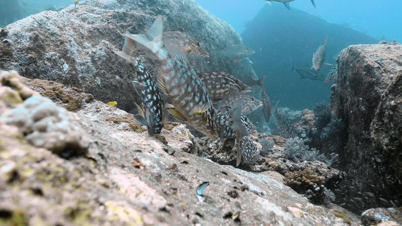 海洋中饥饿鱼类的水下镜头。视频素材