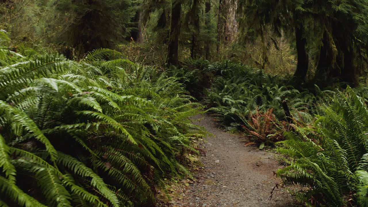 POV沿着Hoh雨林与蕨类植物和苔藓线的路径，美国奥林匹克国家公园视频素材