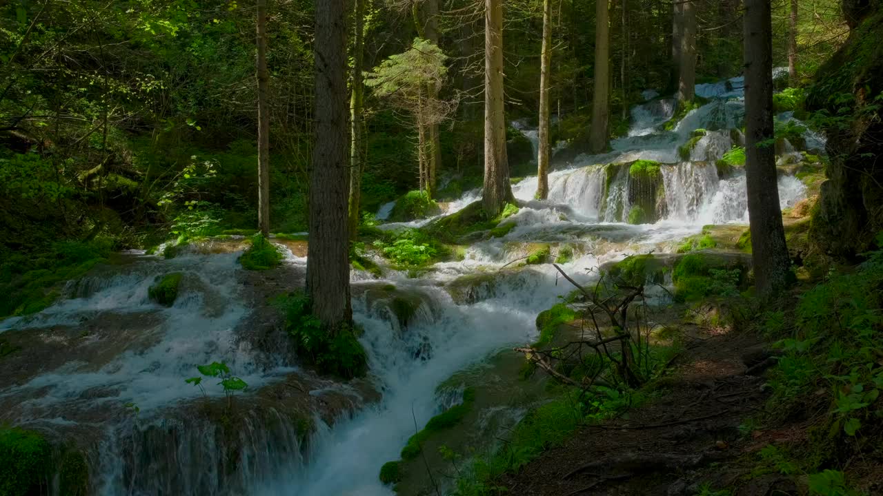 山间河流流经松林的瀑布和瀑布。早春，阳光透过树梢，河水在树间流动视频素材