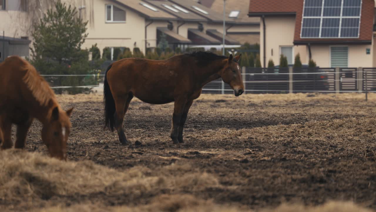 马舍:马在草地上靠近房屋休息，朝向天空视频素材