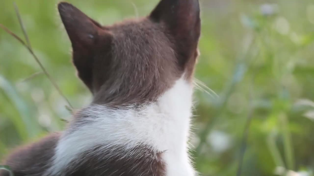 可爱的小猫视频素材