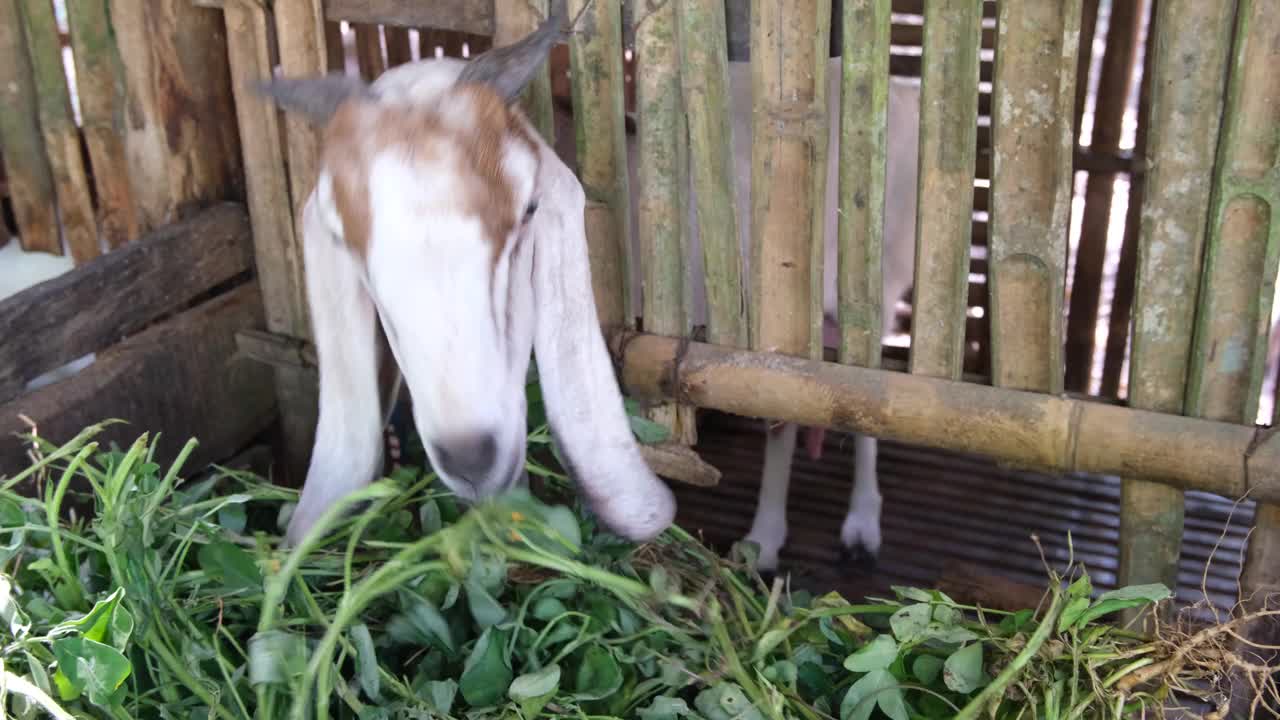 山羊在围栏里吃草的特写视频素材