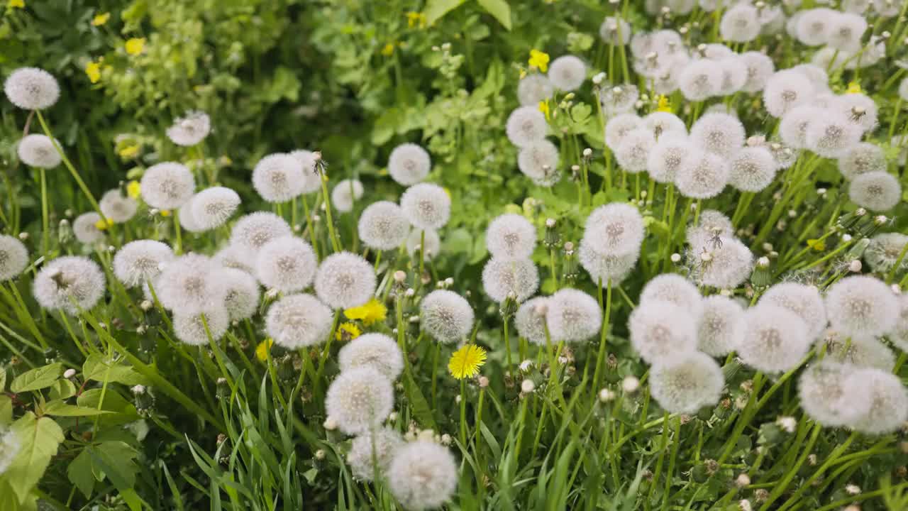 蓬松的蒲公英花映衬着夏日的风景。视频素材