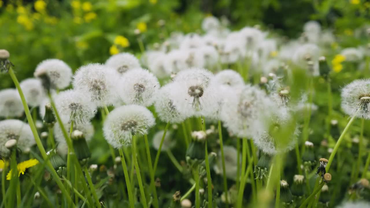 野花蒲公英。春花合拢了。视频素材