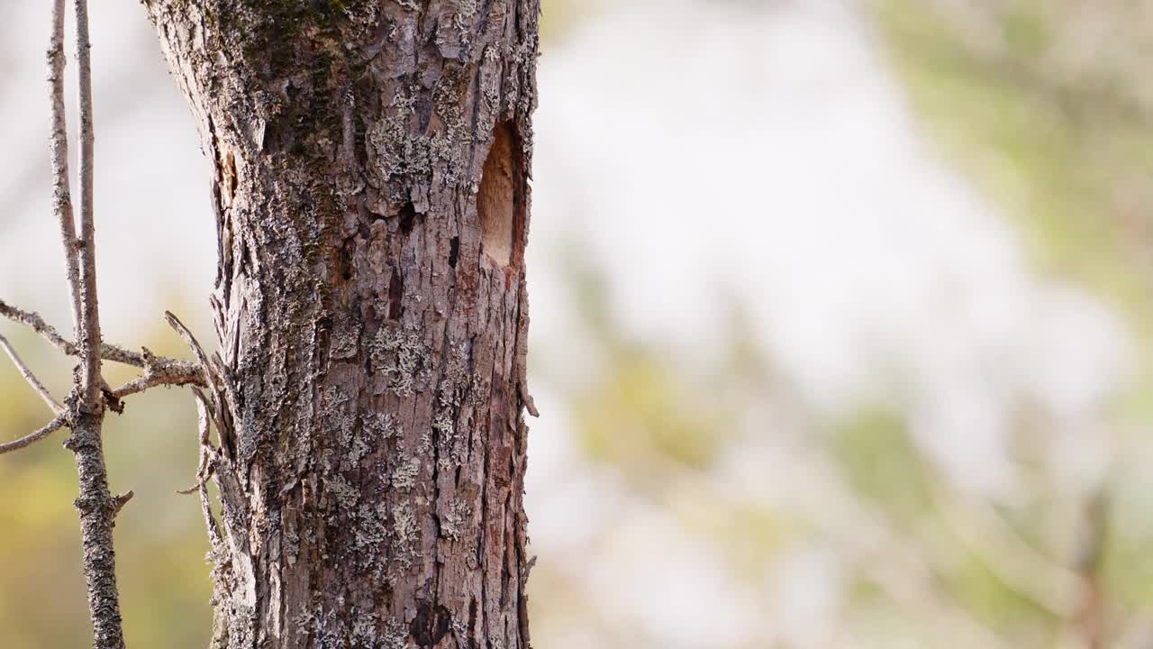 Pileated啄木鸟视频下载