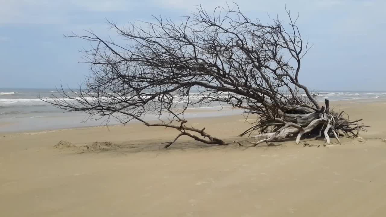 海边一棵干枯的大树视频下载