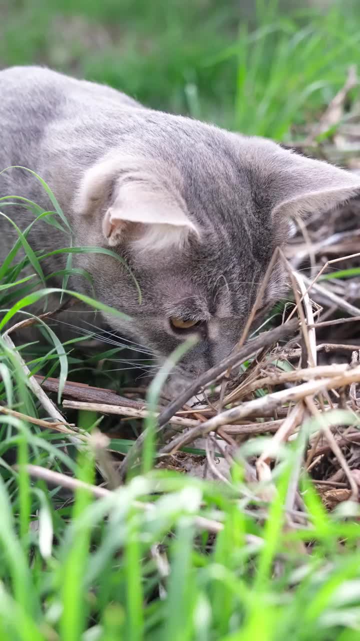 灰虎斑猫在草地上散步，玩狩猎游戏视频素材