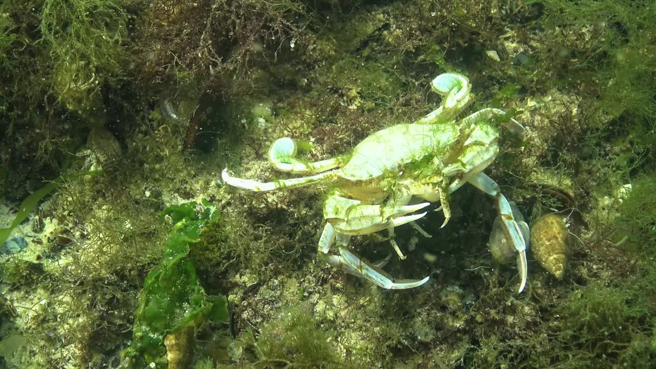 一只大螃蟹吃了另一只螃蟹。飞蟹(Liocarcinus holsatus)，产于黑海视频素材