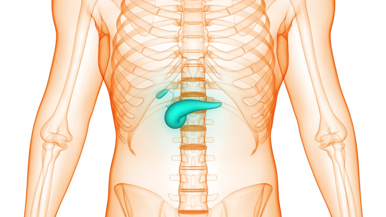 人体内脏胰腺与胆囊解剖动画概念视频素材