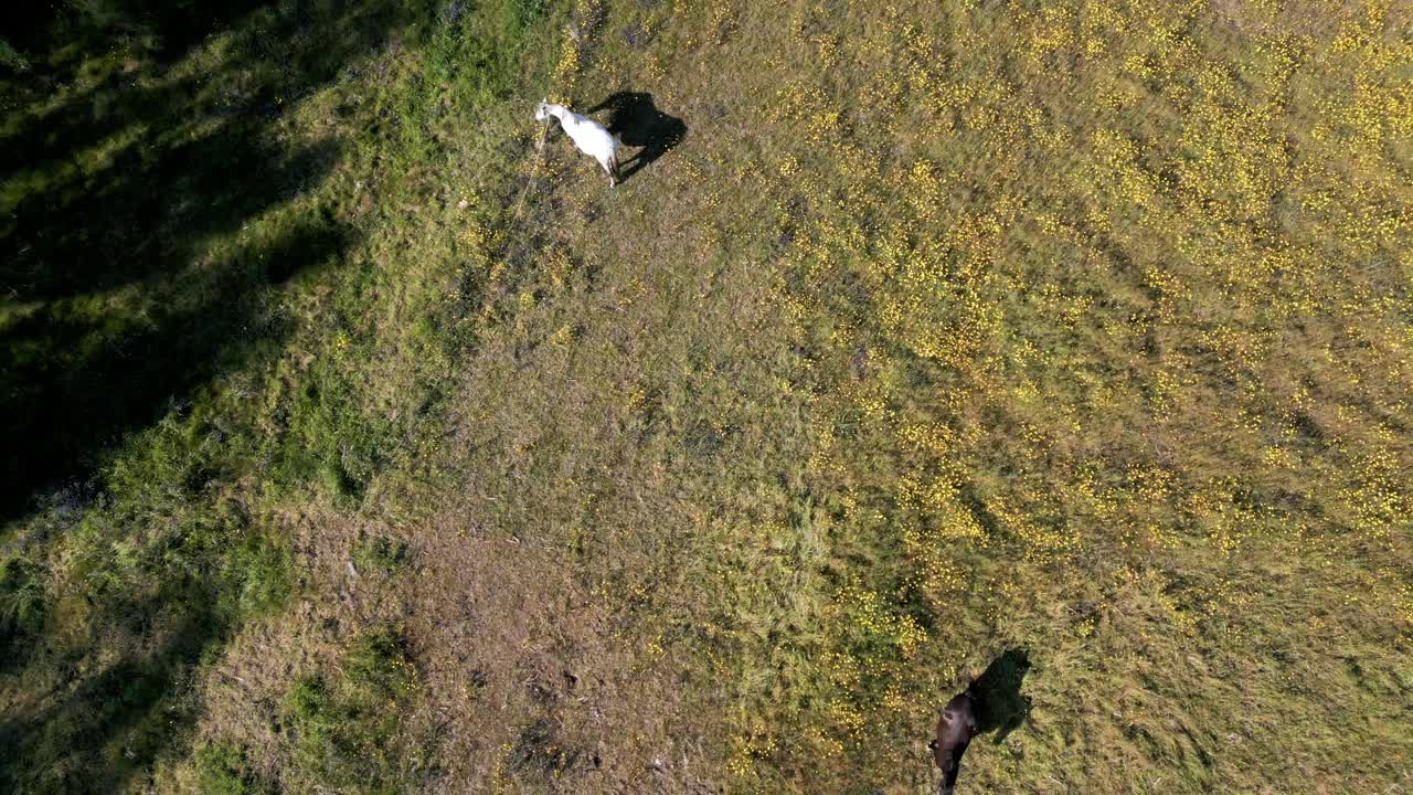 空中拍摄的两匹马在阳光照射下的阴影中视频素材