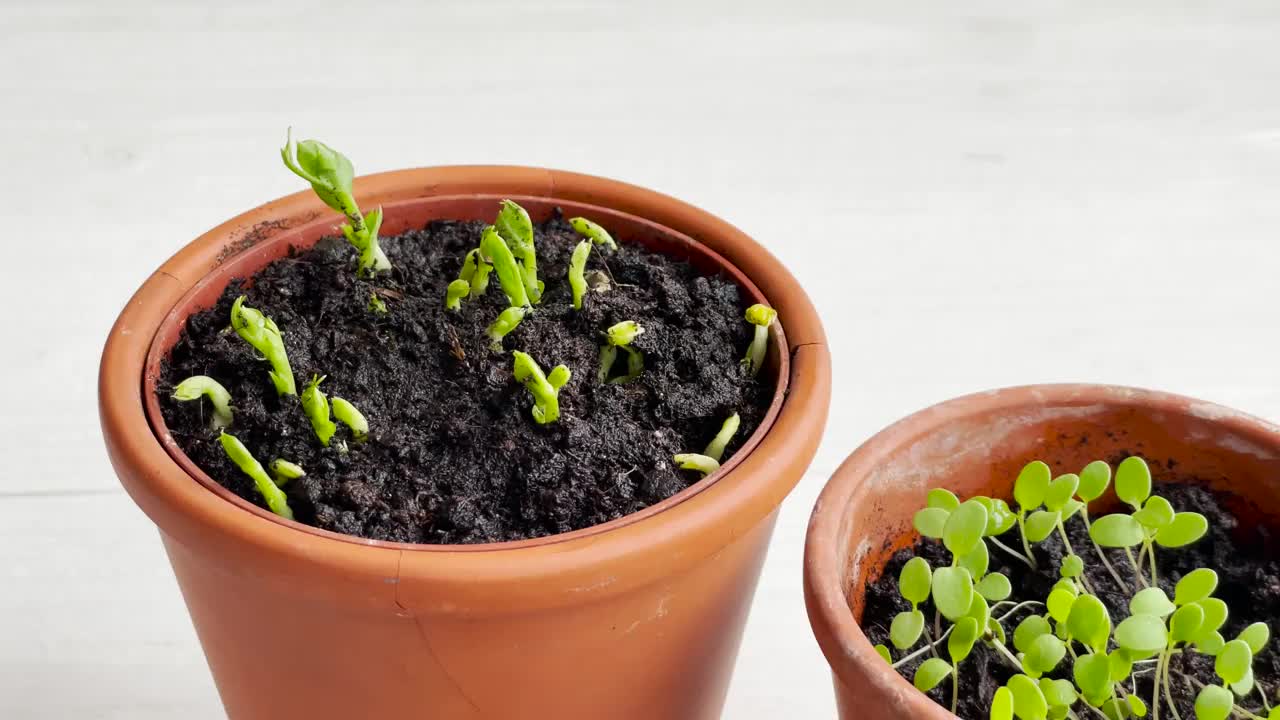 盆栽各种蔬菜苗木。视频素材