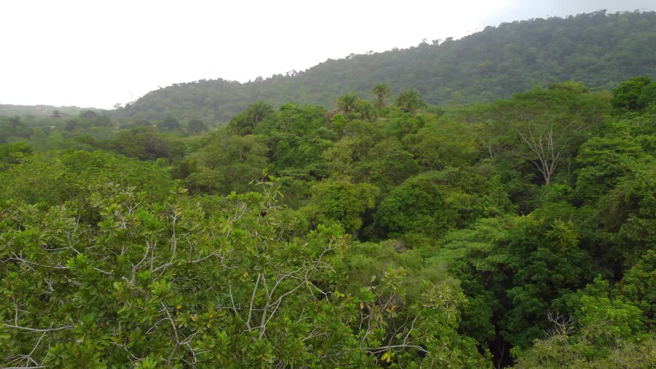 在哥伦比亚的热带雨林中，两只龙骨嘴巨嘴鸟高高栖息在空中视频素材