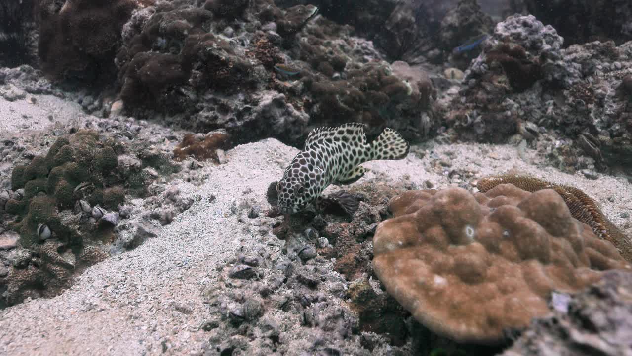 近距离观察泰国安达曼地区的甜唇鱼。视频素材