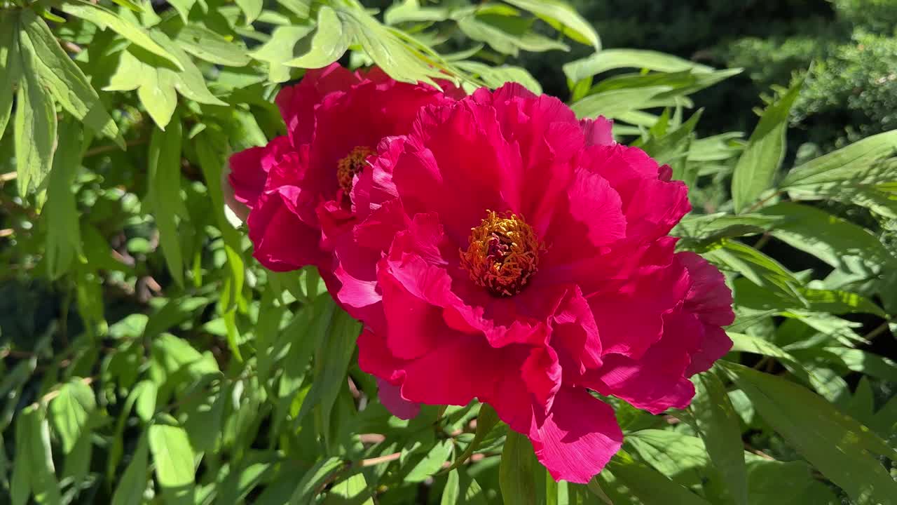 美丽的花朵树牡丹鲜艳的红色粉红色的花朵视频素材