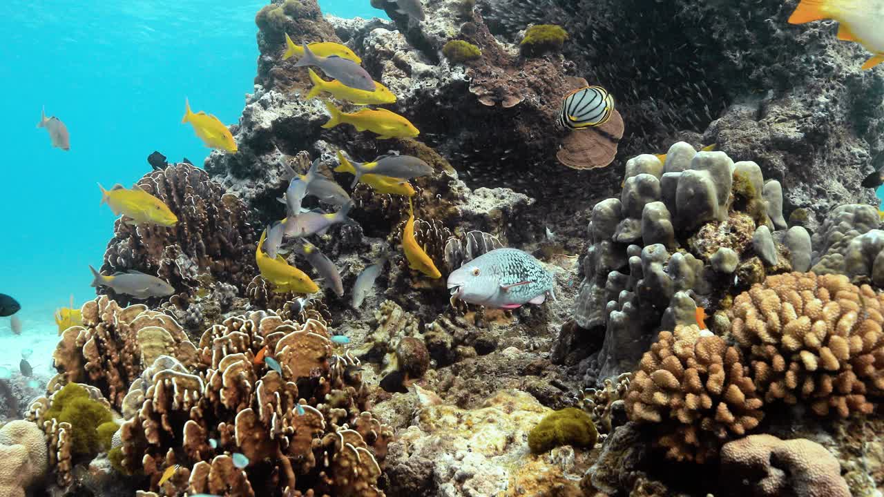 安达曼海丰富多彩的生物多样性的自然景观。视频素材