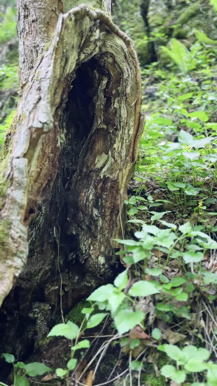 森林中的蕨类植物视频素材