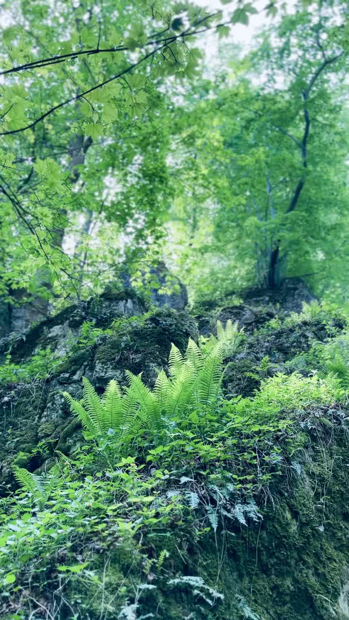 森林中的蕨类植物视频素材