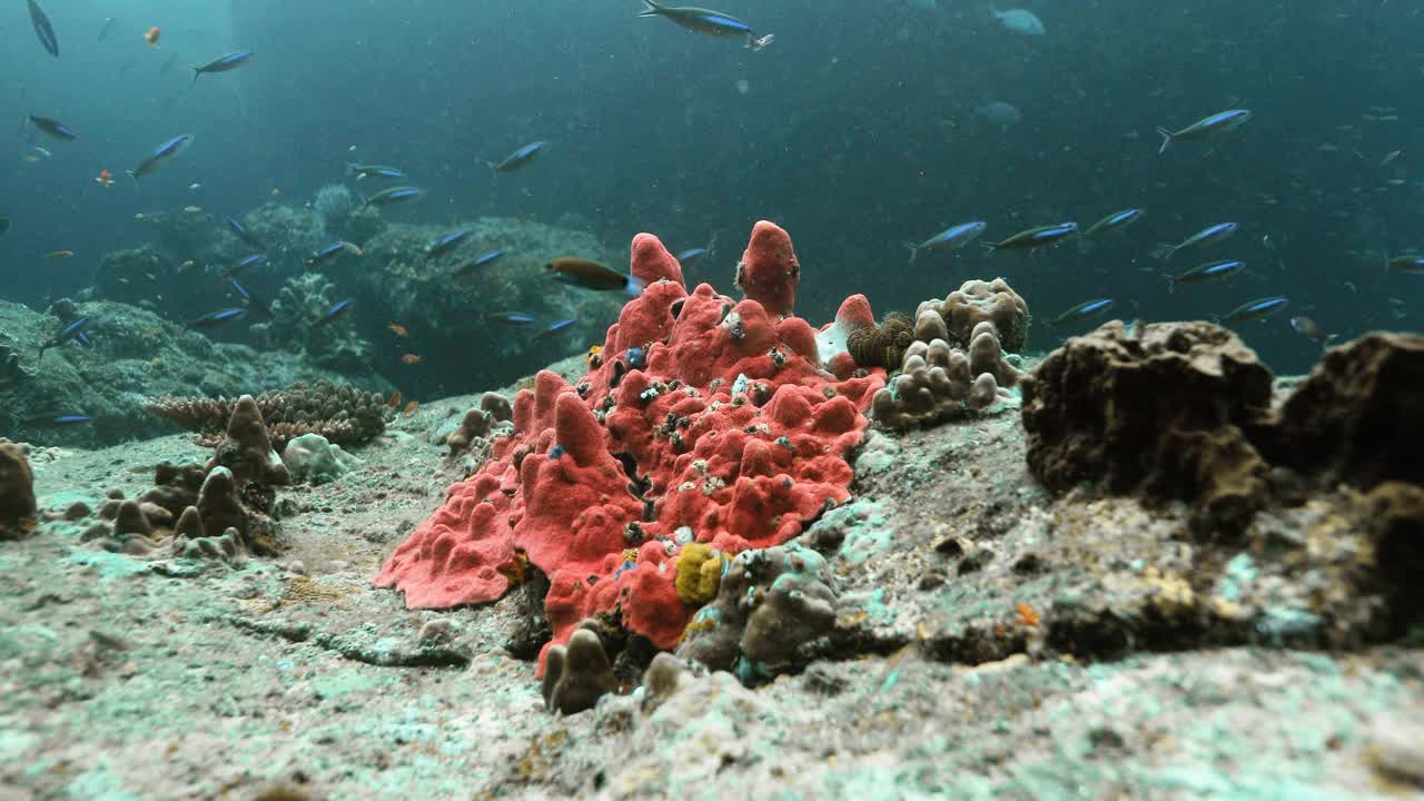 安达曼海海底中央的红色海绵和珊瑚。视频素材