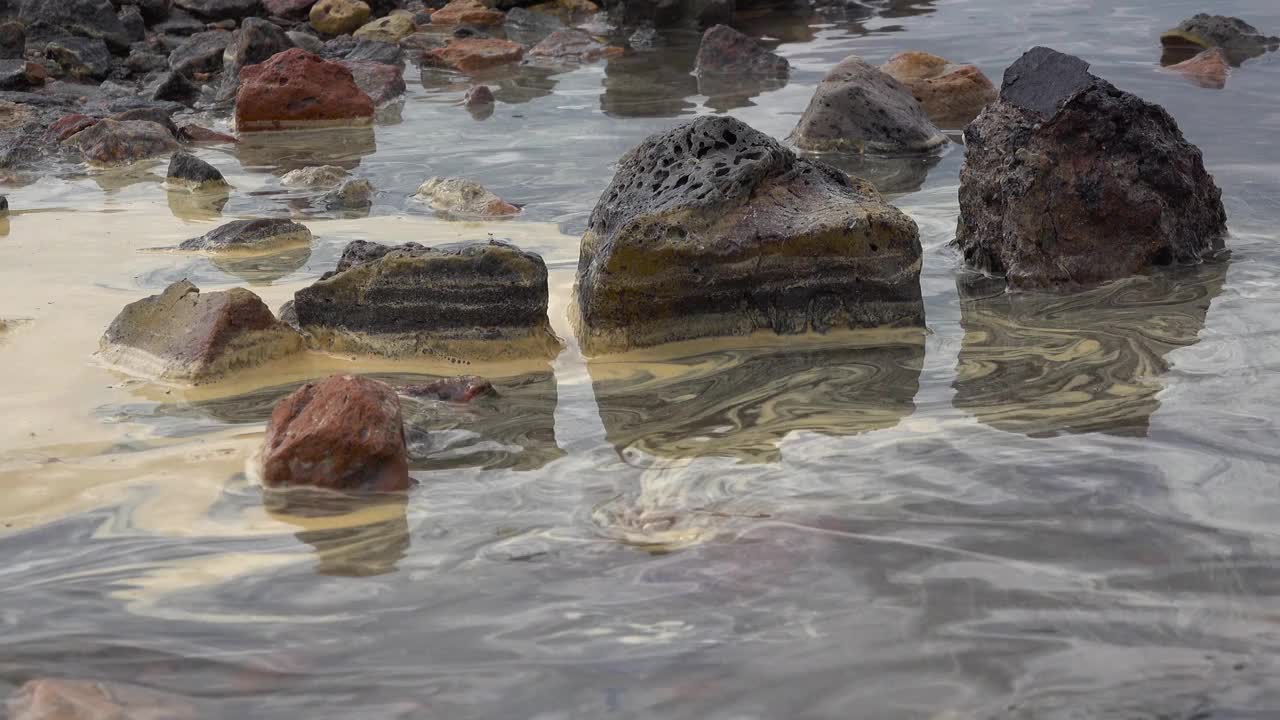 水中和岸上的黄色甲壳类动物卵(Artemia salina)视频素材