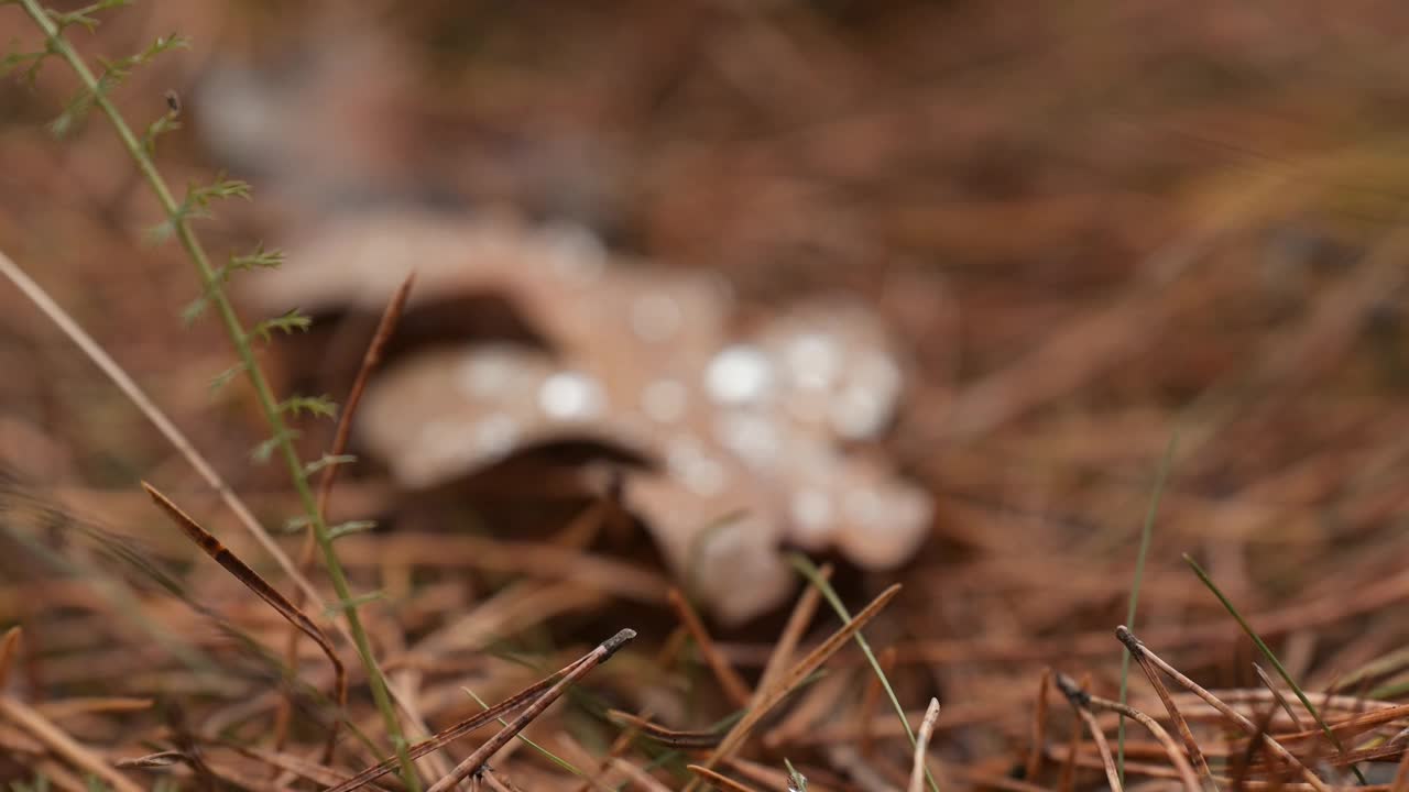 近距离看地上的橡树叶子上的雨滴视频素材