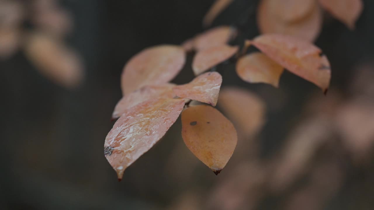 森林里阴雨的天气视频素材