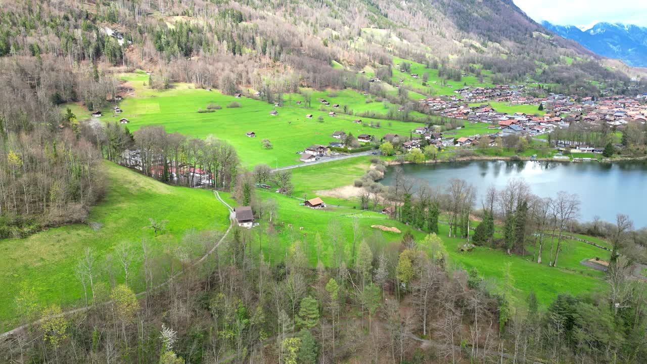 鸟瞰瑞士草地与奶牛和瑞士阿尔卑斯山在春天视频素材