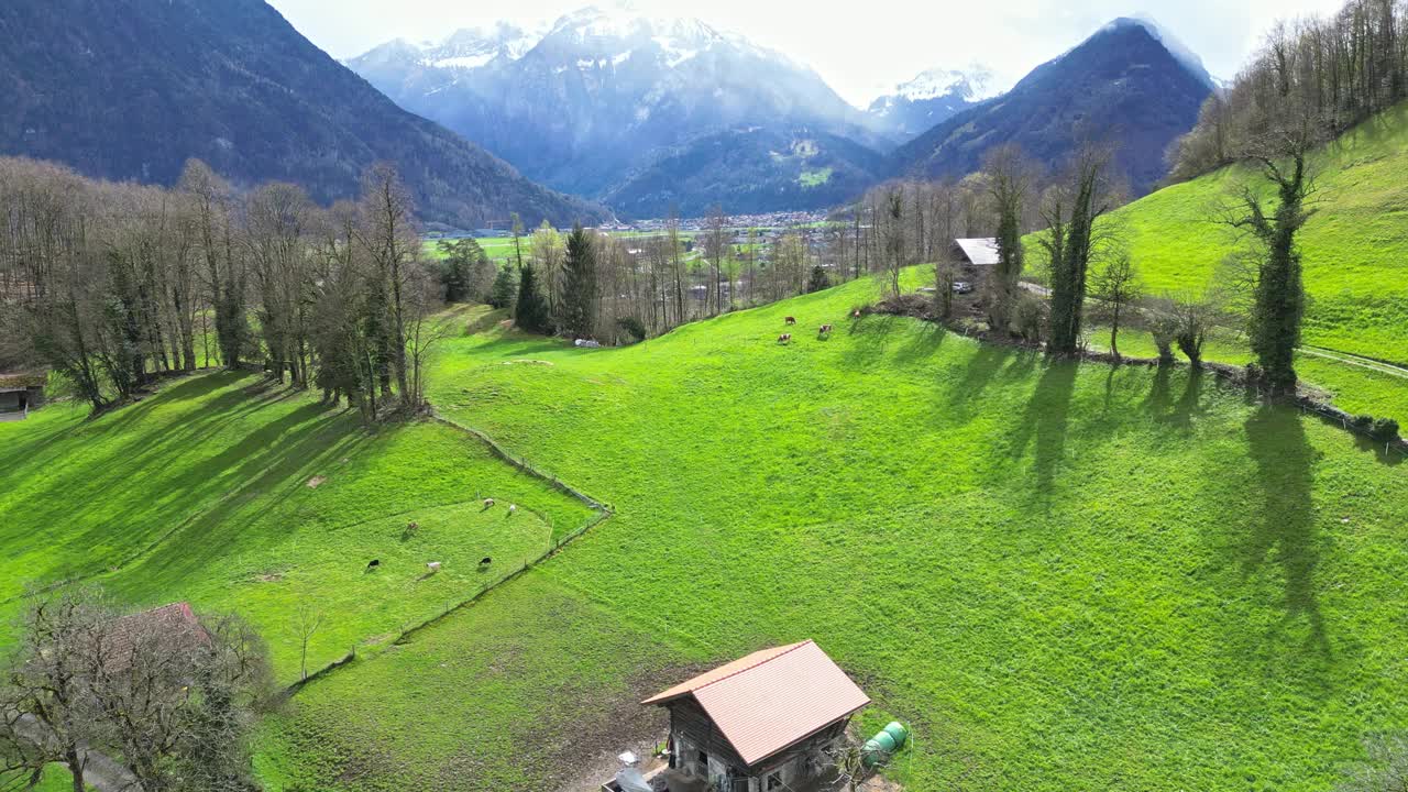 鸟瞰瑞士草地与奶牛和瑞士阿尔卑斯山在春天视频素材