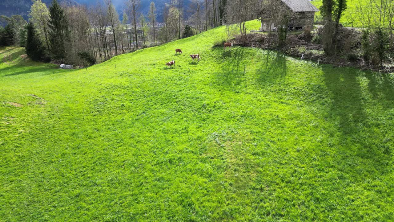 鸟瞰瑞士草地与奶牛和瑞士阿尔卑斯山在春天视频下载