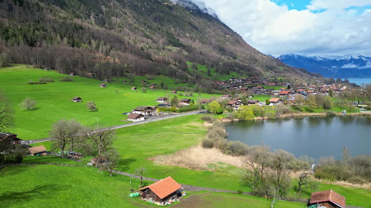 鸟瞰瑞士草地与奶牛和瑞士阿尔卑斯山在春天视频素材