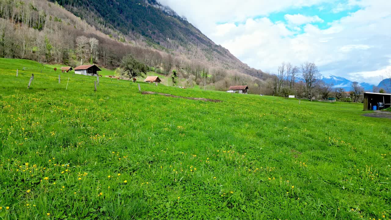 鸟瞰瑞士草地与奶牛和瑞士阿尔卑斯山在春天视频素材