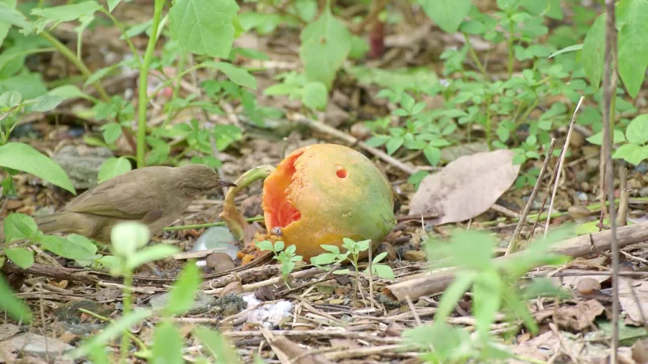 在热带环境中，斑纹耳鹎(Pycnonotus blanfordi)，鸟类以丢弃的木瓜为食视频下载