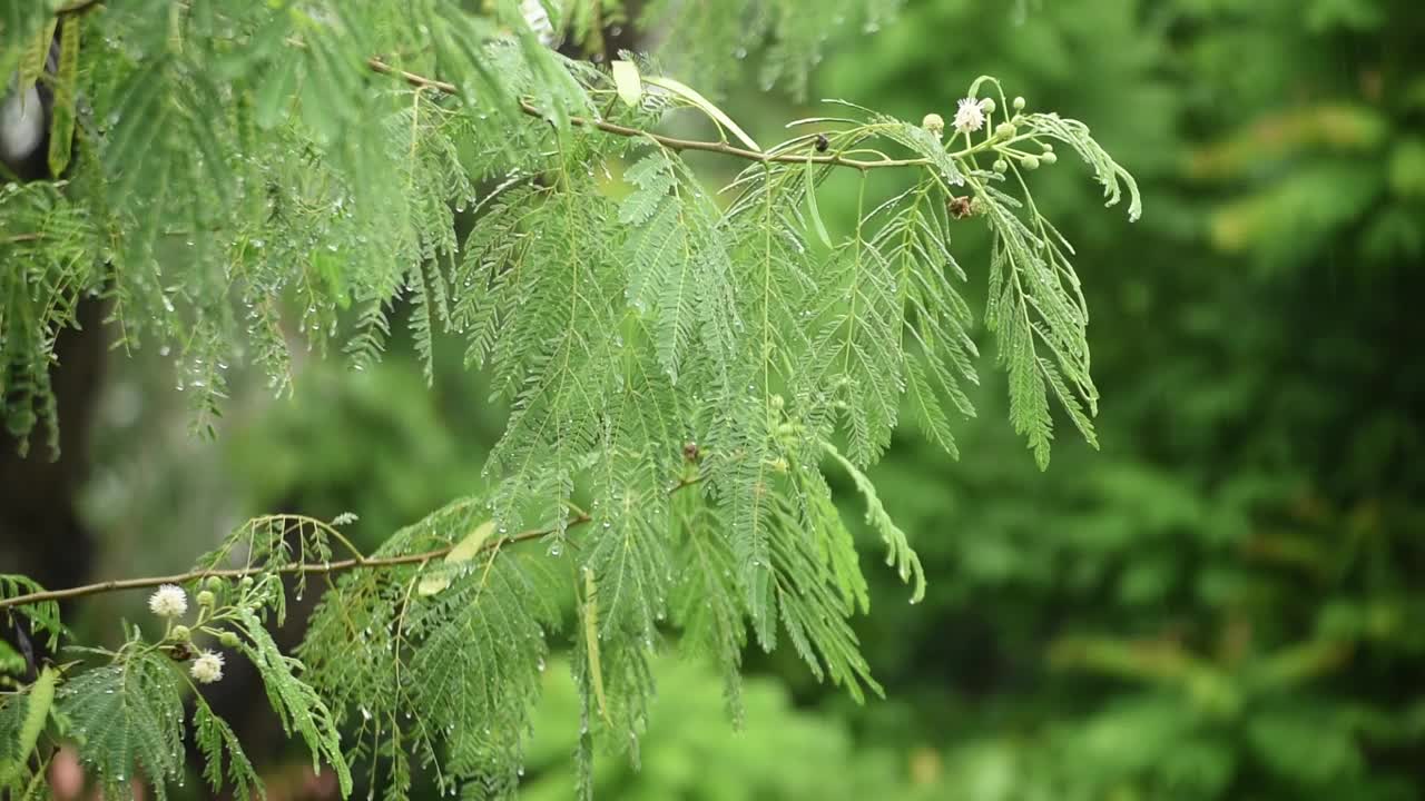 白色的罂粟，白色的银合欢，郁郁葱葱的绿叶上的温柔的雨视频下载