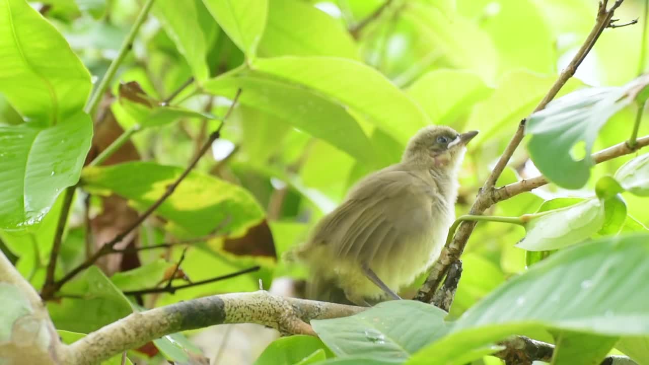 饥饿的雏鸟:在茂密的树梢上，父母喂养雏鸟。视频下载