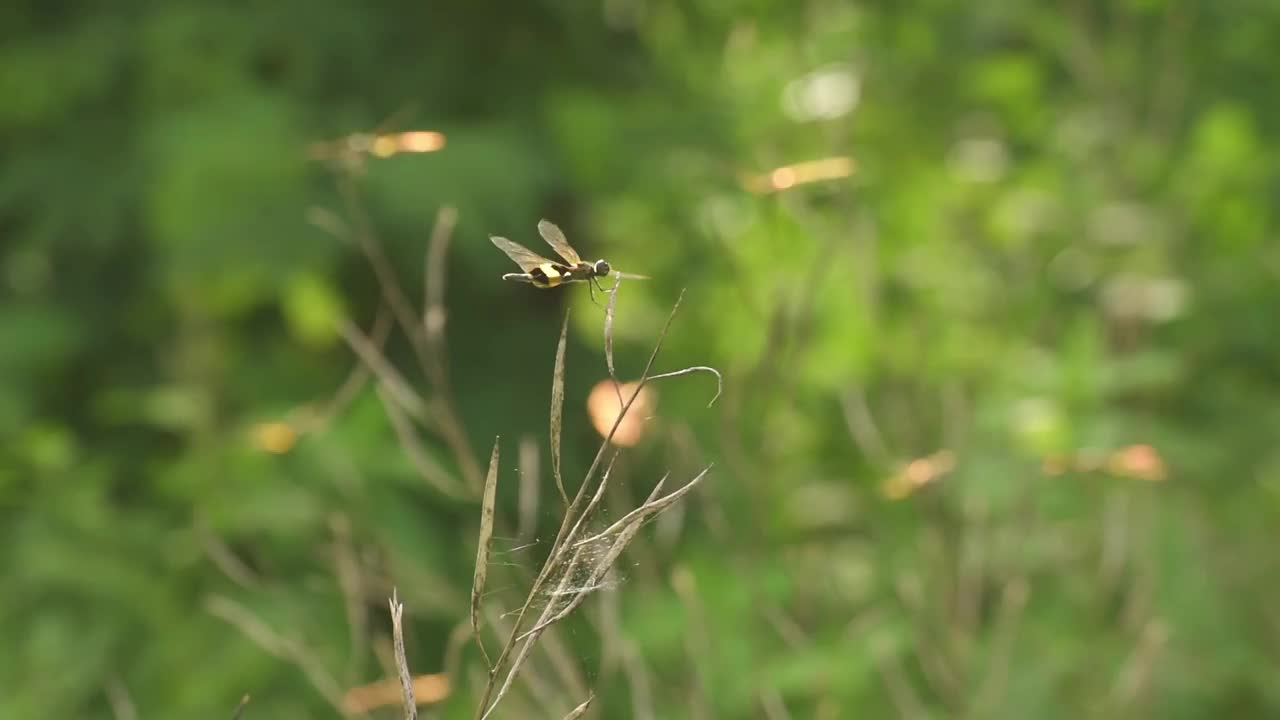 栖息在草茎上的蜻蜓视频下载