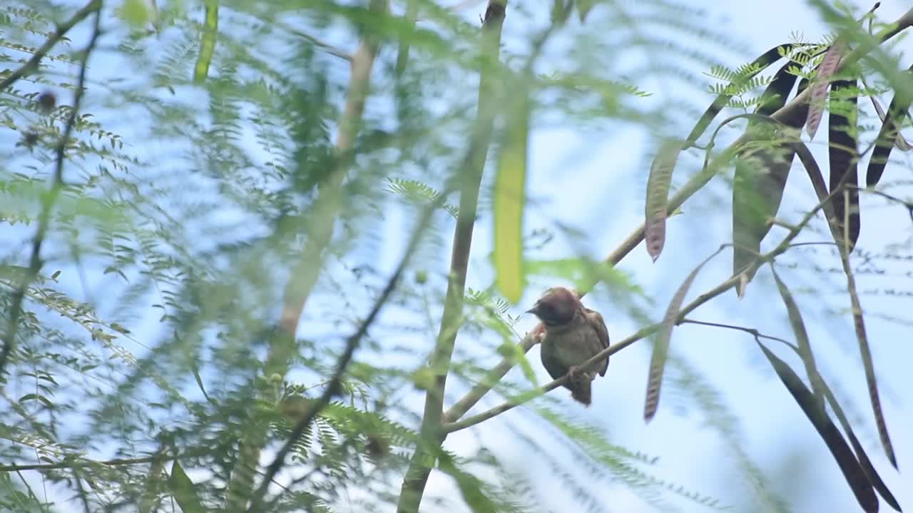 栖息在树枝上的欧亚树雀视频下载