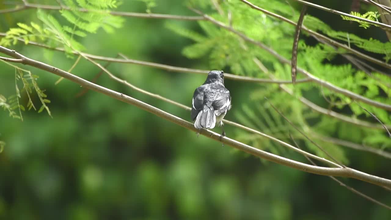 东方喜鹊知更鸟栖息在树枝间视频下载