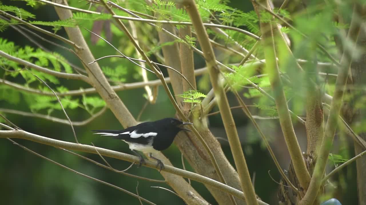 东方喜鹊知更鸟栖息在树枝间视频下载