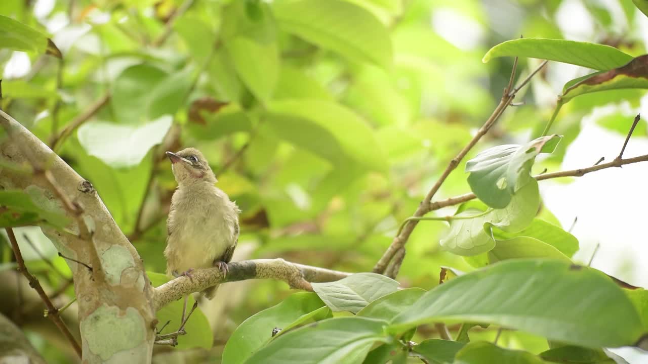 条纹耳鹎(学名:Pycnonotus blanfordi)，新生鸟:栖息在树枝上的小雏鸟，正在学习飞翔。视频下载