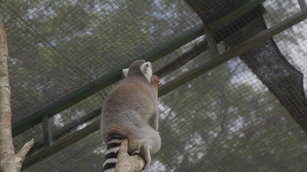 一只环尾狐猴坐在动物园围栏的树枝上。视频素材