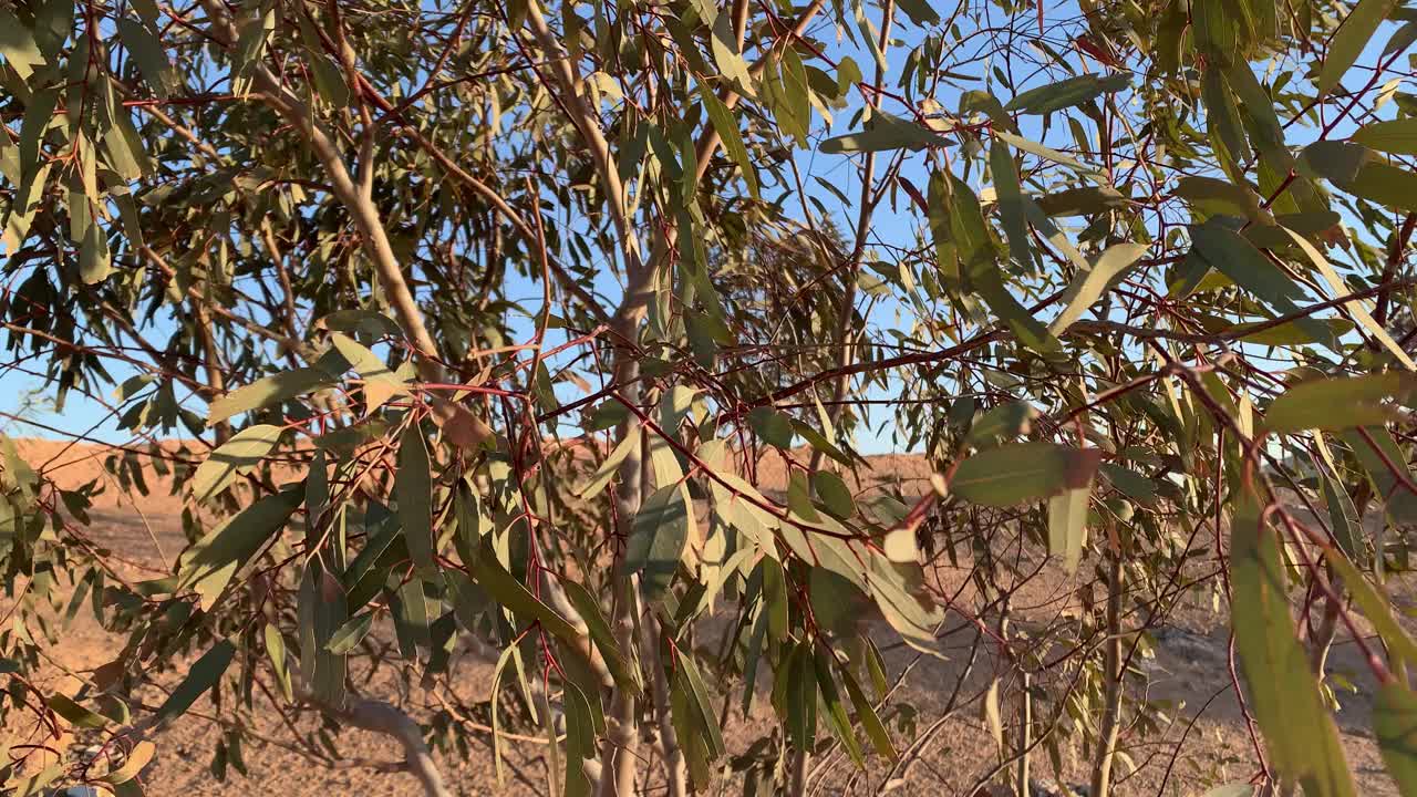 森林里的树枝被风吹动视频下载