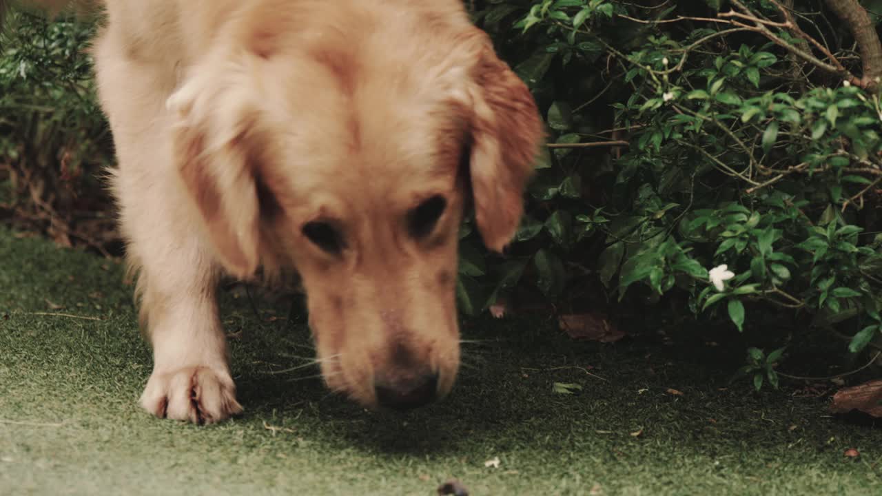 疲惫的金毛猎犬视频素材