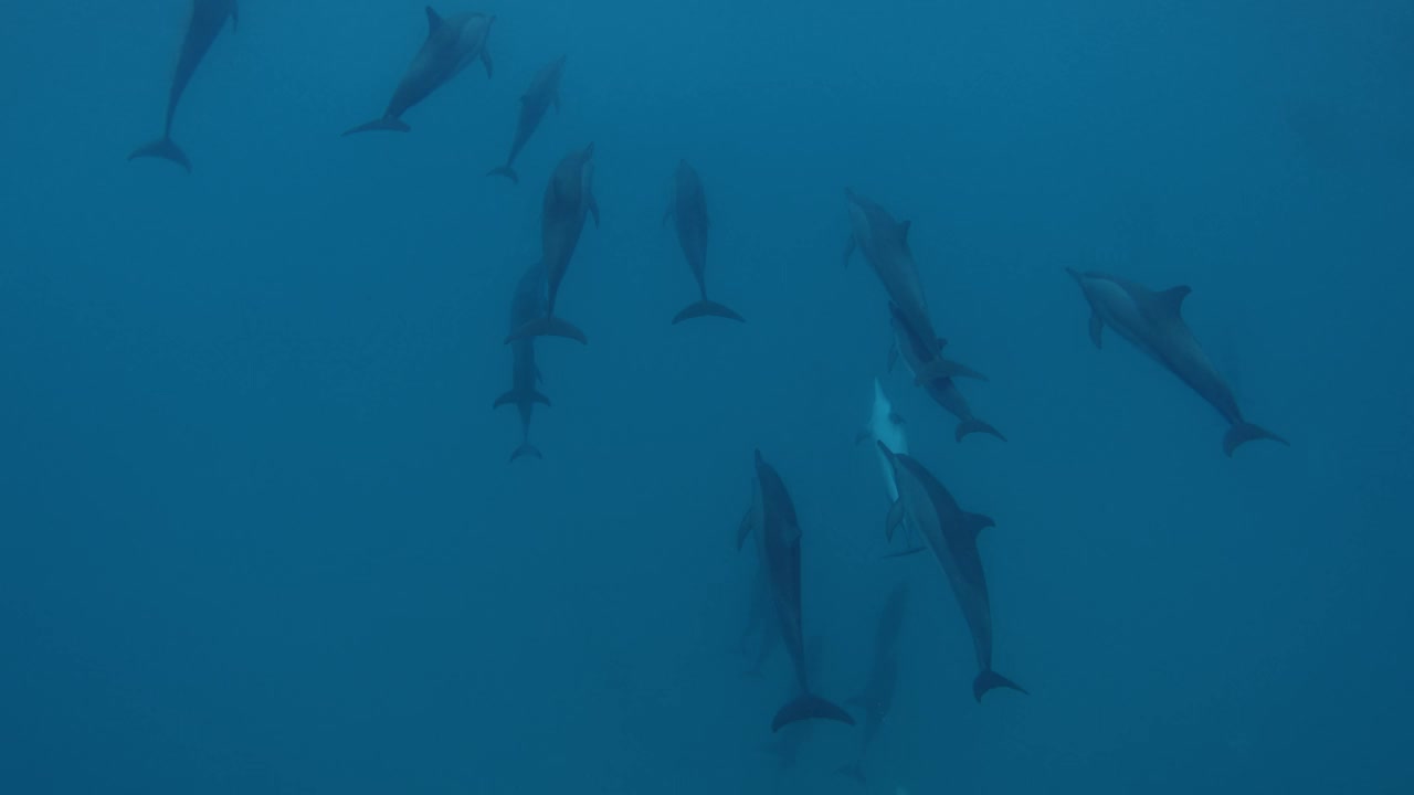 海豚群在蓝色的海水中游泳。马尔代夫的海豚家族。视频素材