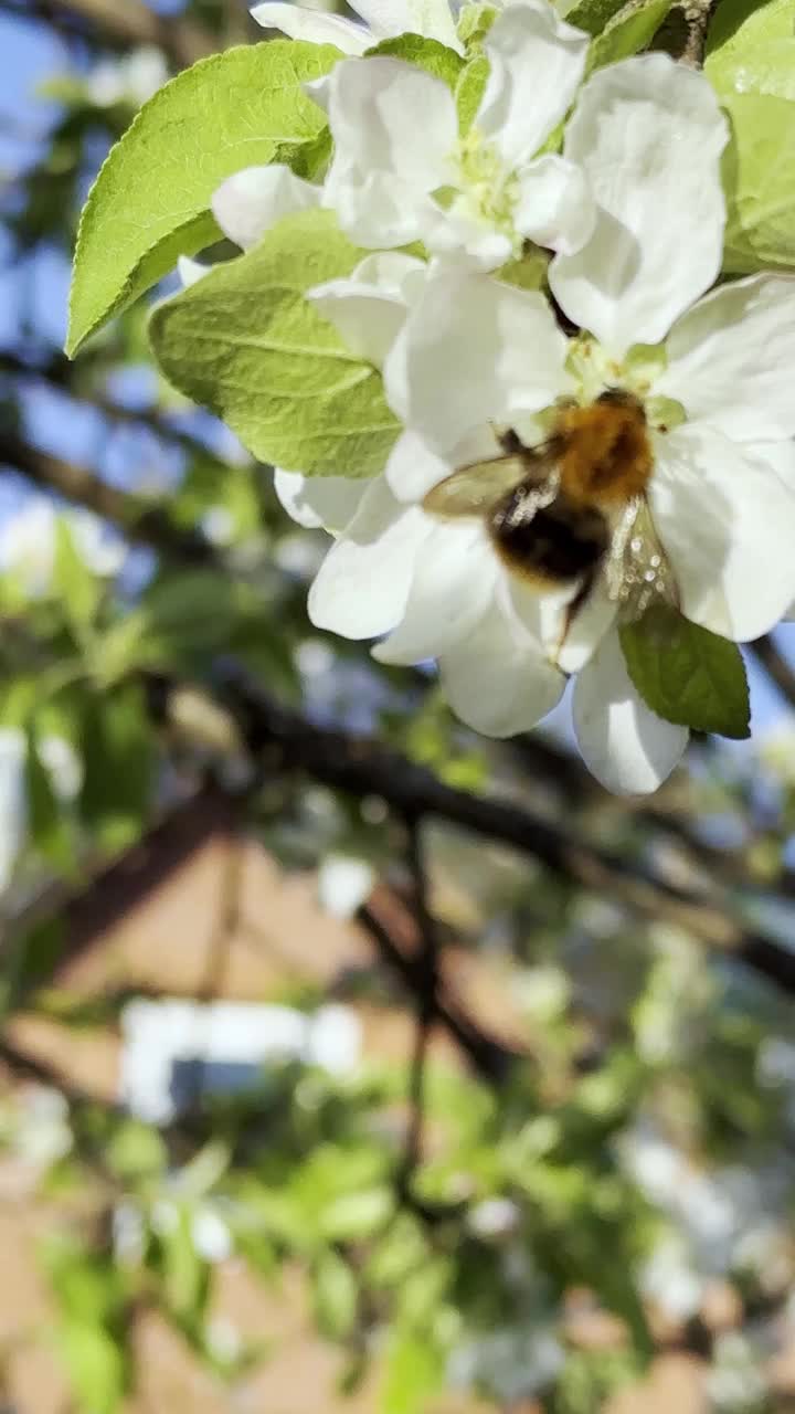 大黄蜂在春天的苹果花上视频素材