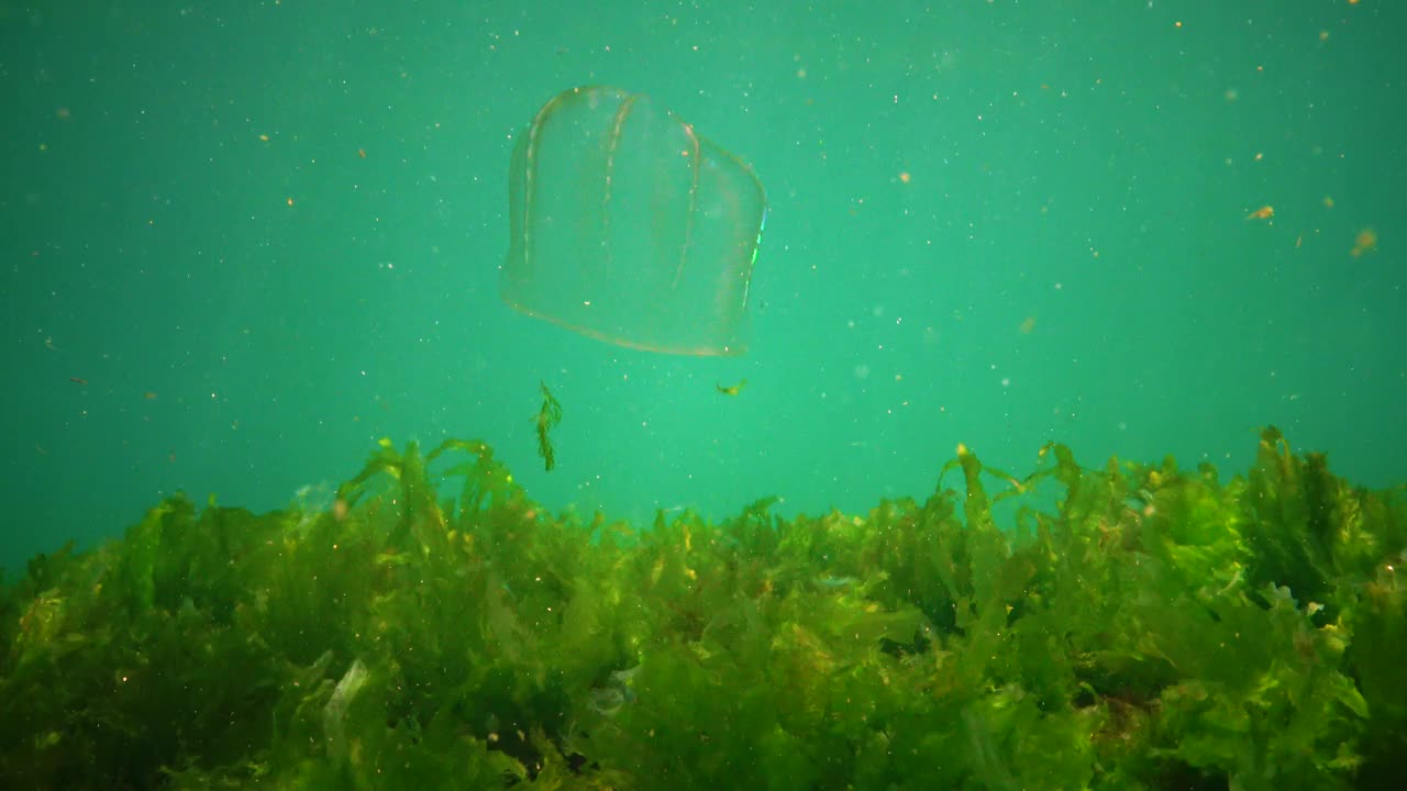 栉水母，掠食性梳状水母，入侵黑海，水母贝罗卵形，吞食海鞘。视频素材