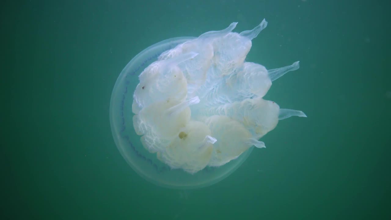 漂浮在黑海厚厚的水中(Rhizostoma pulmo)，俗称桶形水母、褶边嘴水母)视频下载