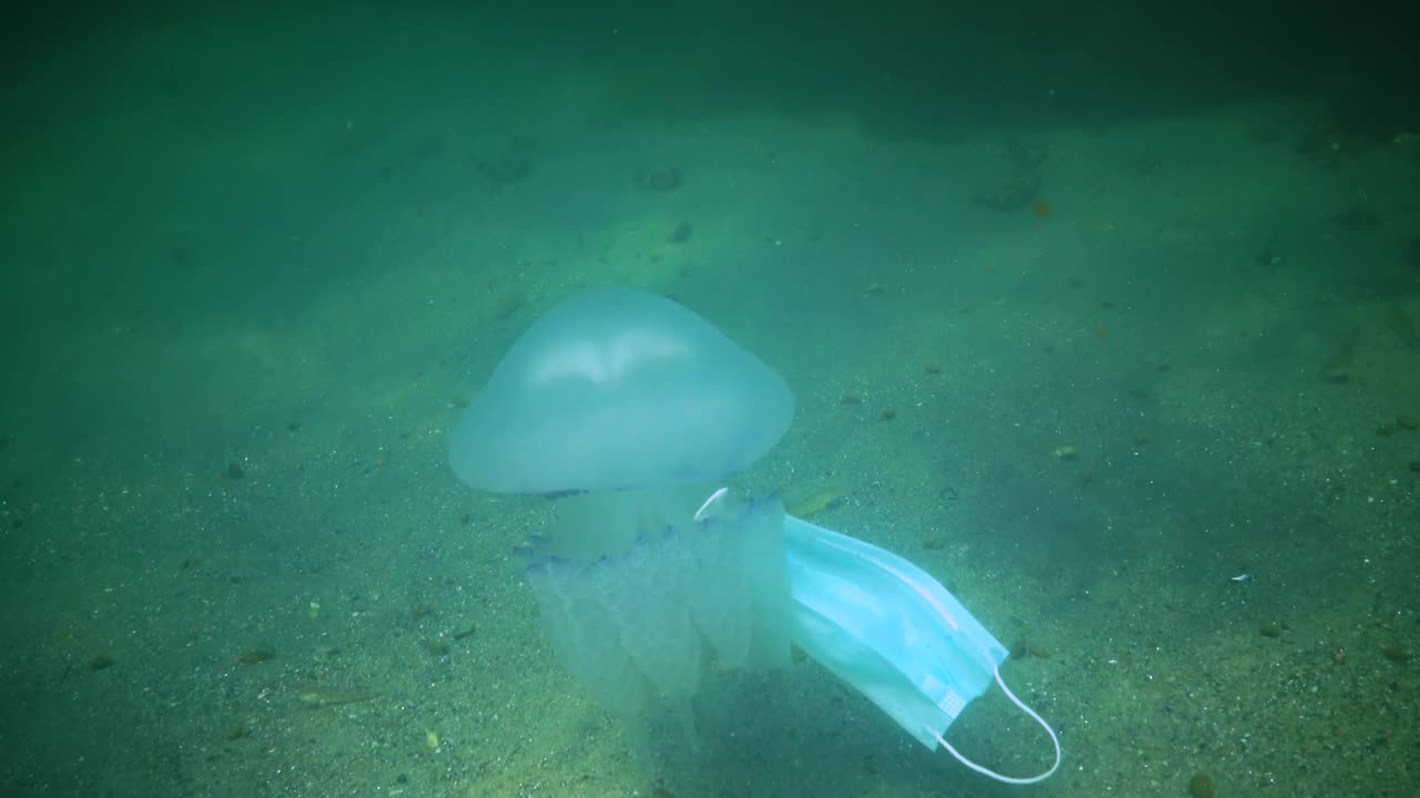 漂浮在黑海厚厚的水中(Rhizostoma pulmo)，俗称桶形水母、褶边嘴水母)视频下载